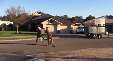 Australia Kangaroo House